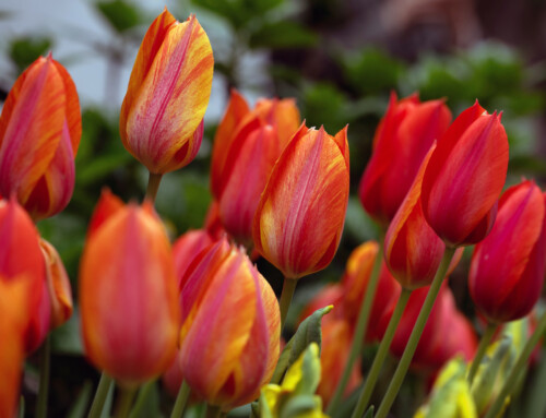 A Look at West Side Community Garden’s Tulip Festival Through a Macro Lens